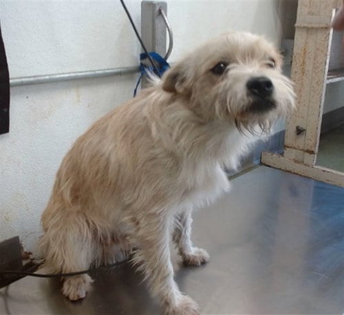 Photo of Benji, adoptable Terrier in San Bernardino, California