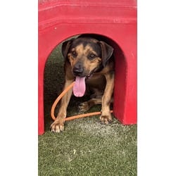 Photo of Jackson, adoptable Terrier (Unknown Type, Medium) in Doral, Florida