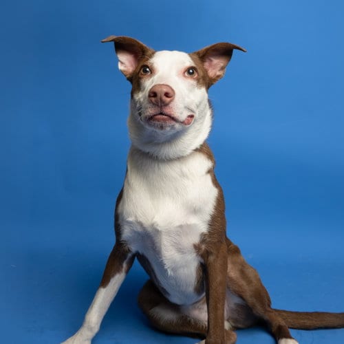 Photo of Wednesday, adoptable Australian Cattle Dog/Blue Heeler in Rowlett, Texas