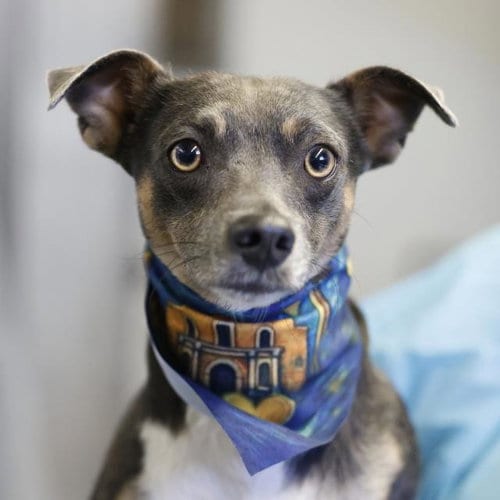 Photo of Ares Joshua, adoptable Terrier in San Antonio, Texas