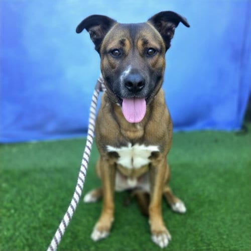 Photo of Gibson, adoptable German Shepherd Dog in Long Beach, California