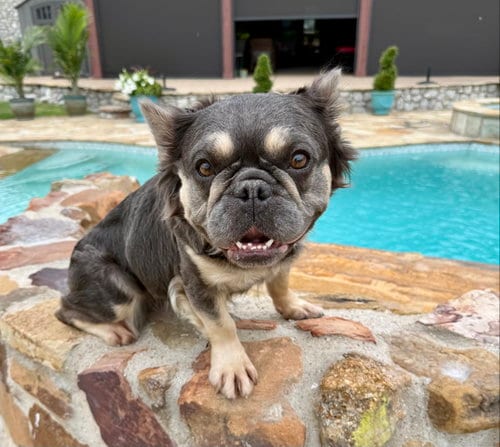 Photo of Honey, adoptable French Bulldog in Plano, Texas
