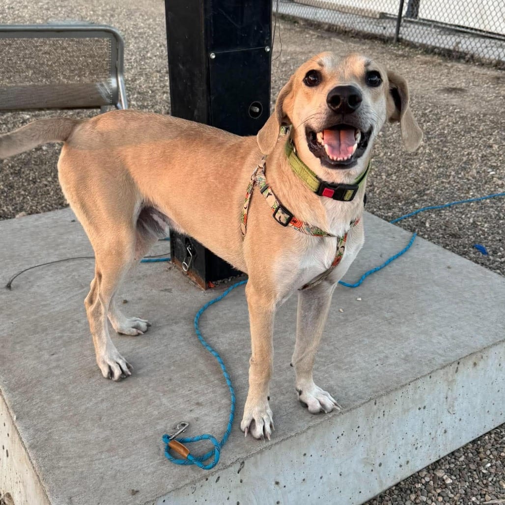 Photo of Arlo, adoptable Mixed Breed (Medium) / Mixed Breed (Medium) in Monticello, Iowa