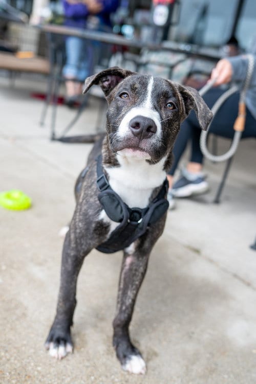 Photo of Porter Wagoner, adoptable Pit Bull Terrier in Mundelein, Illinois