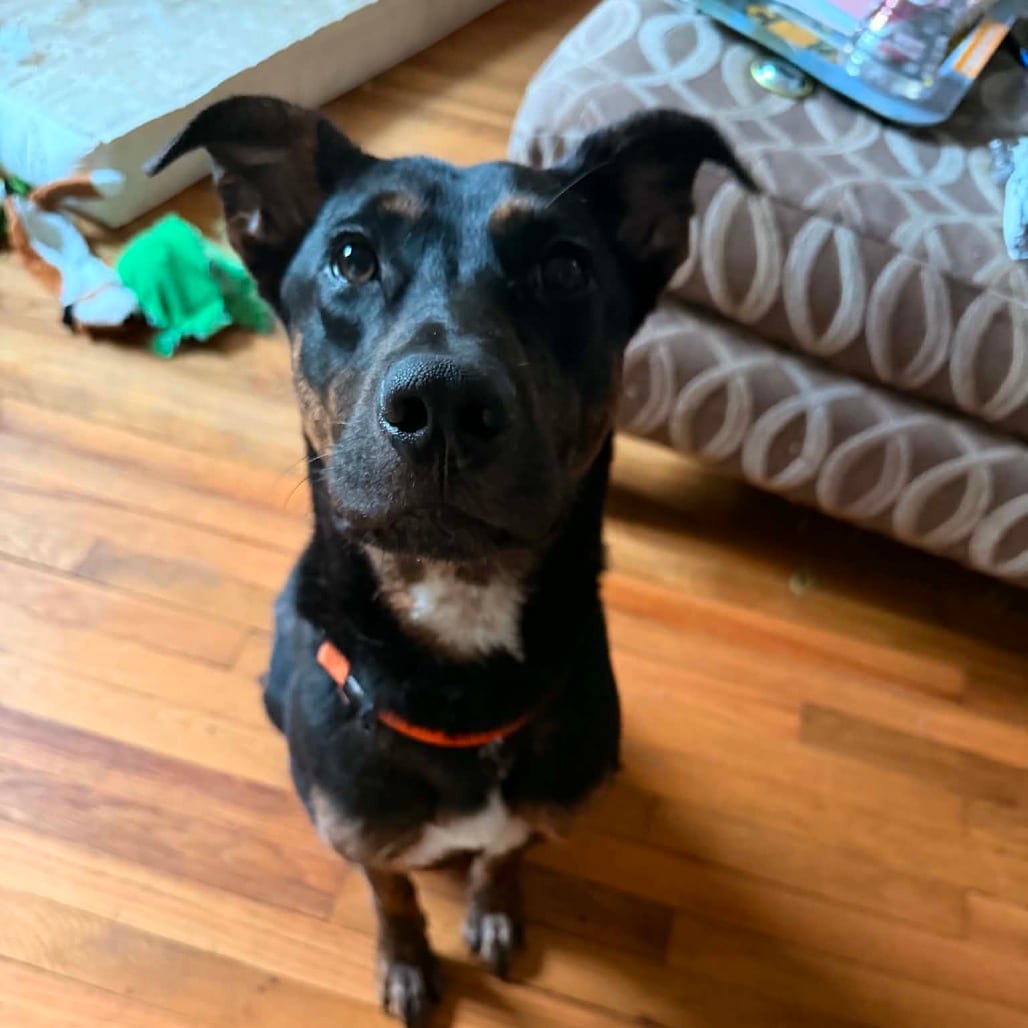 Photo of John, adoptable Mixed Breed (Medium) in Winston-Salem, North Carolina