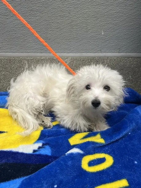 Photo of Baby Max, adoptable Terrier in Las Vegas, Nevada