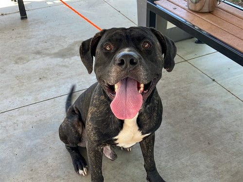 Photo of Kong, adoptable Pit Bull Terrier in Orange, California