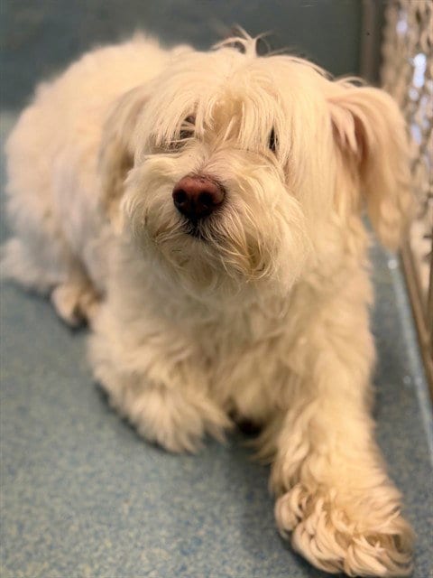 Photo of Stella, adoptable Maltese in Agoura, California