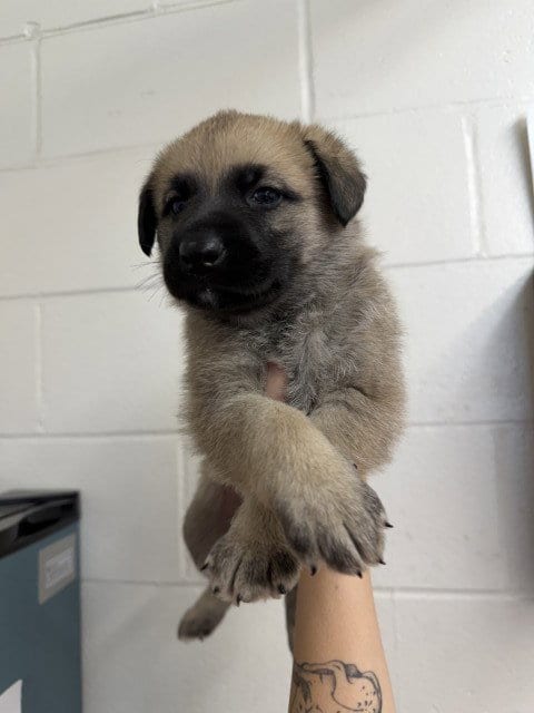 Photo of Fox Trot, adoptable German Shepherd Dog in San Bernardino, California
