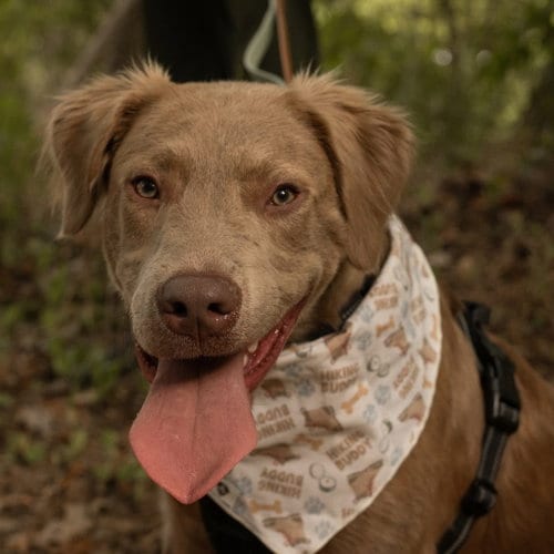 Photo of Rigby, adoptable Chesapeake Bay Retriever in Dallas, Texas