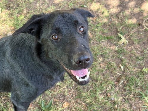Photo of Victoria, adoptable German Shepherd Dog in Tulsa, Oklahoma