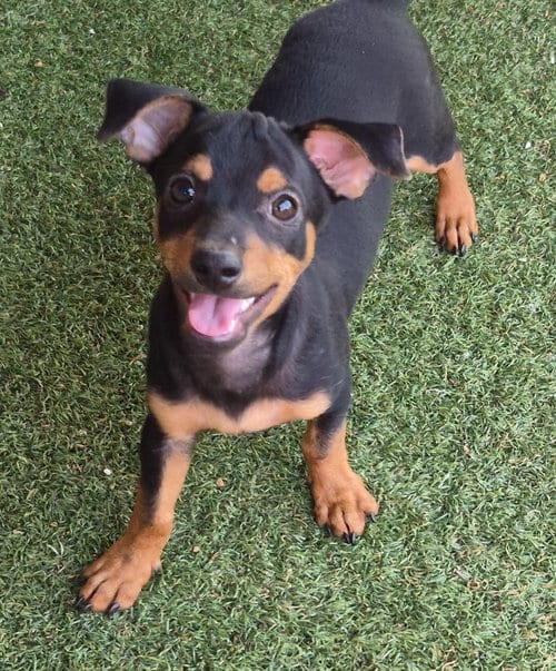 Photo of Antonio, adoptable Dachshund in Carrollton, Texas