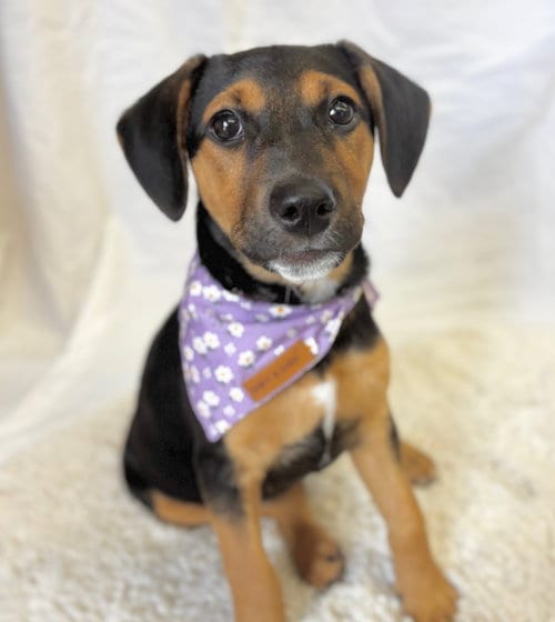 Photo of Starbucks: Pink Drink, adoptable German Pinscher in Romoland, California