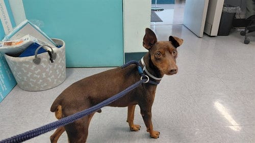 Photo of Carson, adoptable Miniature Pinscher in Baldwin Park, California