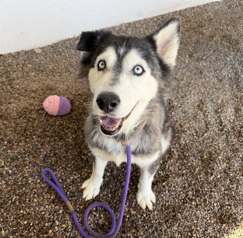Photo of Lilly, adoptable Siberian Husky in Mesa, Arizona