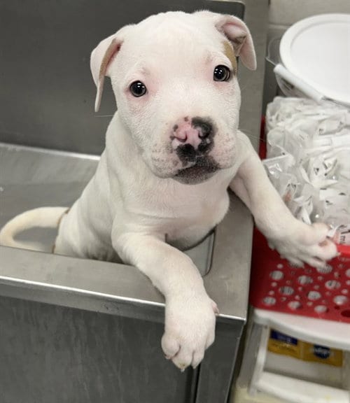 Photo of Myers, adoptable Pit Bull Terrier in Peoria, Illinois