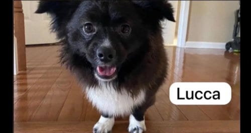 Photo of Lucca, adoptable Shetland Sheepdog Sheltie in Jackson Township, New Jersey
