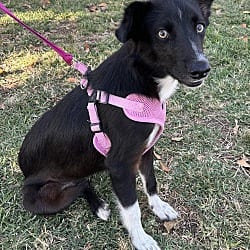 Photo of Alice, adoptable Border Collie in Bell Gardens, California