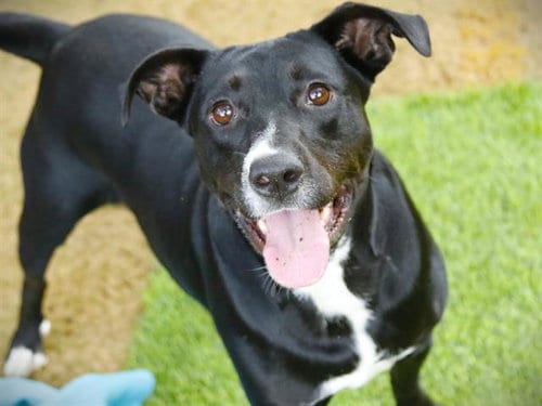 Photo of Maeve, adoptable Labrador Retriever in Tallahassee, Florida