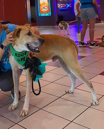 Photo of Christopher Robin, adoptable dog in Chamblee, Georgia