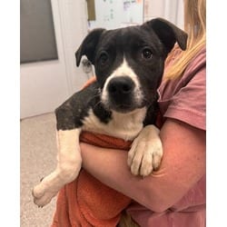 Photo of Prudence, adoptable Mixed Breed (Medium) in Kansas City, Missouri