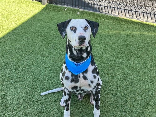 Photo of Tyland, adoptable Dalmatian in Orange, California