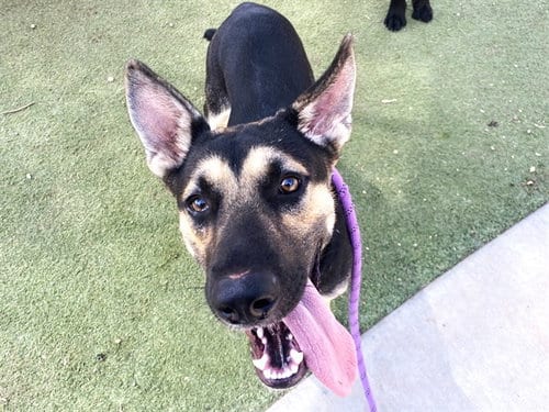 Photo of Trombone, adoptable German Shepherd Dog in Phoenix, Arizona
