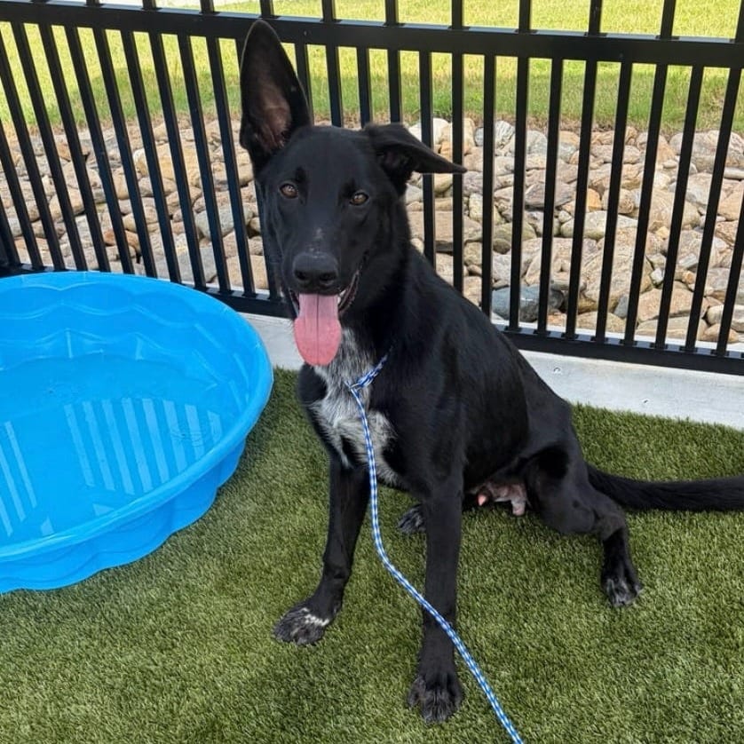 Photo of Zig-Zag, adoptable Shepherd, German in Spartanburg, South Carolina