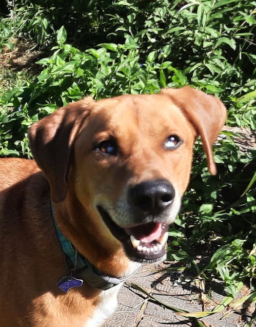 Photo of Huckleberry, adoptable Redbone Coonhound in Stockport, Ohio