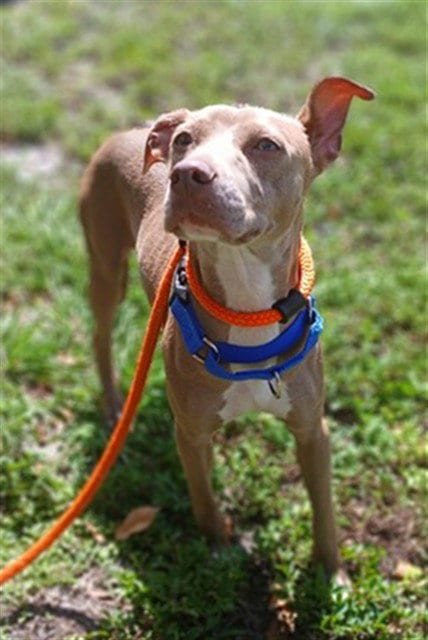 Photo of Shayna, adoptable American Staffordshire Terrier in Fort Lauderdale, Florida