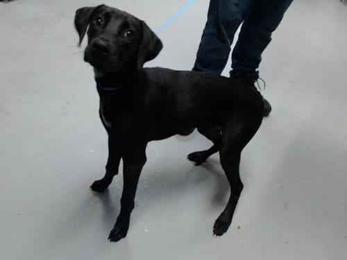 Photo of Shadow, adoptable Plott Hound in Fayetteville, North Carolina