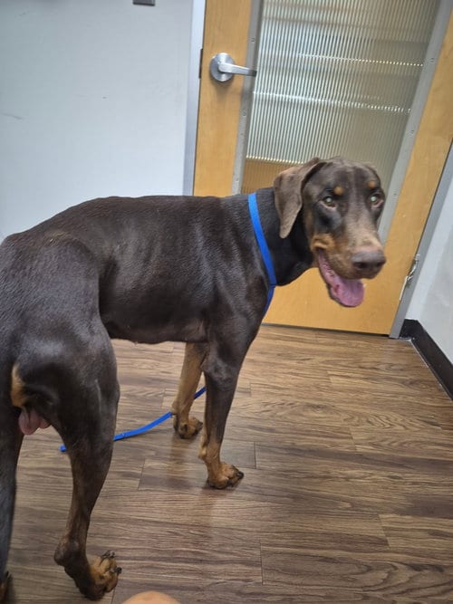 Photo of Truman, adoptable Doberman Pinscher in Dallas, Texas