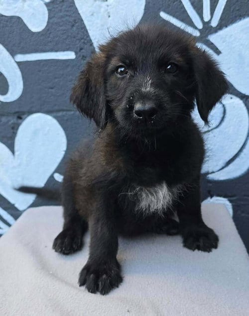Photo of Buffalo (B Squad), adoptable Labrador Retriever in Brewster, New York