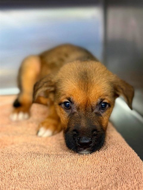 Photo of Lavender, adoptable German Shepherd Dog in Agoura, California