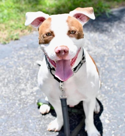 Photo of Samson, adoptable American Staffordshire Terrier in St. Peters, Missouri