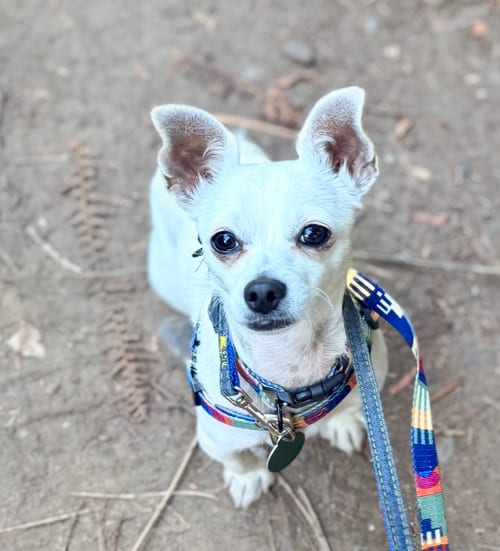 Photo of Maxi, adoptable Chihuahua in Bellevue, Washington