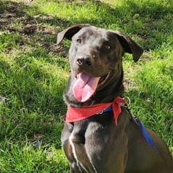 Photo of Oscar JuM, adoptable Labrador Retriever Mixed Breed (Medium) in Hartford, Connecticut