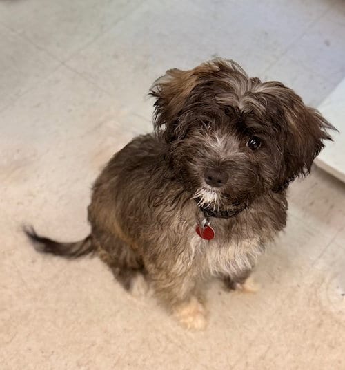 Photo of Bear, adoptable Shih Tzu in Boston, Massachusetts