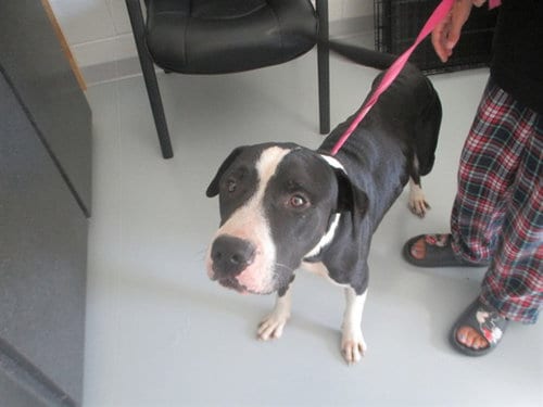Photo of Oreo, adoptable American Pit Bull Terrier in Ocala, Florida