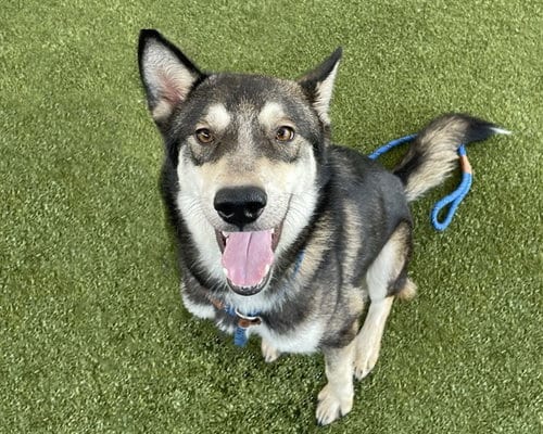 Photo of Sarge, adoptable Husky in Waco, Texas