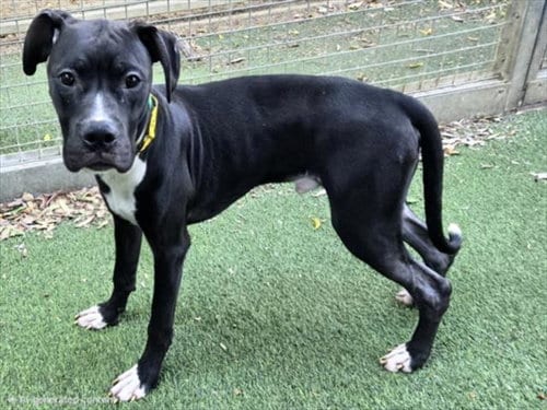 Photo of Brad Pitt, adoptable Pit Bull Terrier in Van Nuys, California