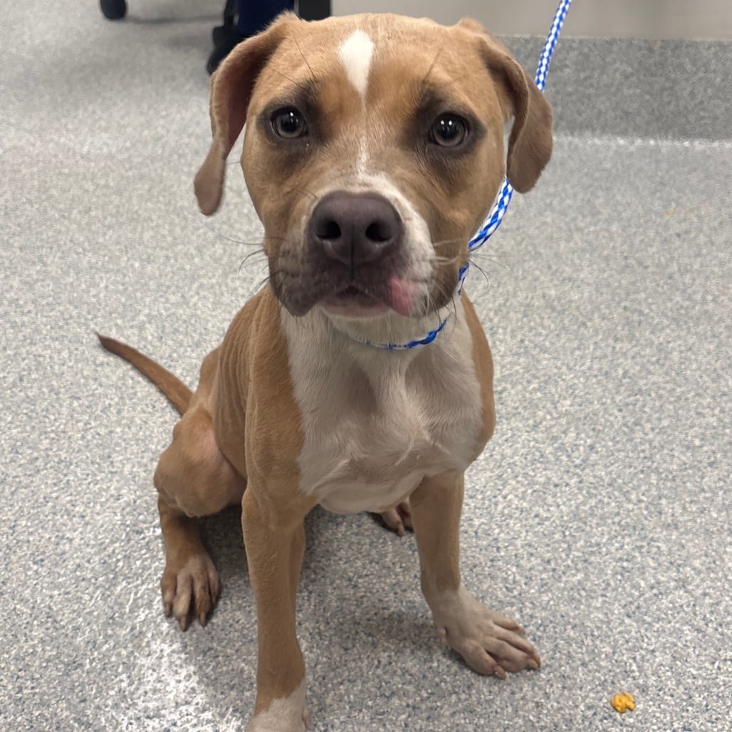 Photo of Lady, adoptable Terrier / Mix in Spartanburg, South Carolina