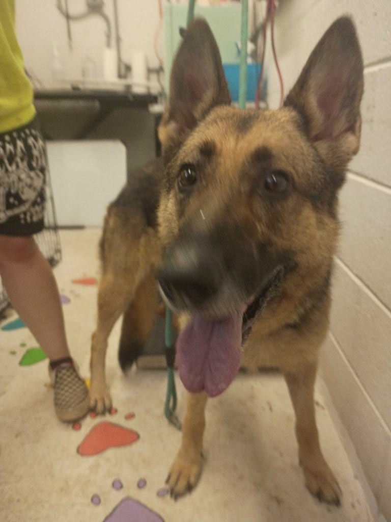 Photo of Valor, adoptable German Shepherd Dog in Chickamauga, Georgia