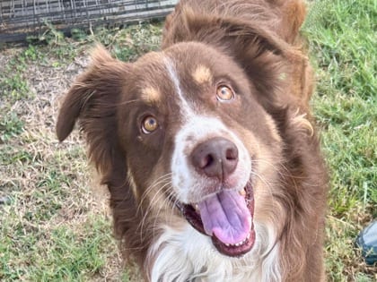 Photo of Cinco, adoptable dog in Georgetown, Texas