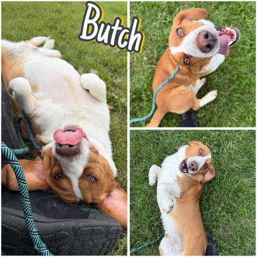 Photo of Kevin (Butch), adoptable Basset Hound in Pierceton, Indiana