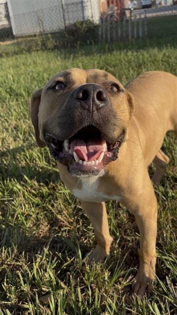 Photo of Bubbie, adoptable Staffordshire Bull Terrier in Rosenberg, Texas