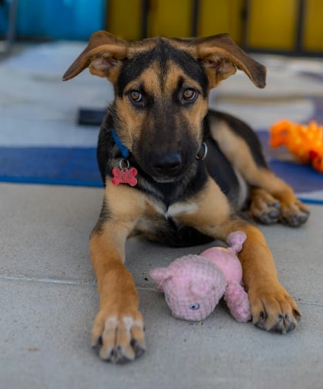 Photo of Chester, adoptable German Shepherd Dog in San Diego, California