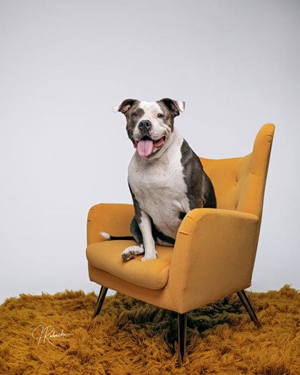 Photo of Phoebe, adoptable Pit Bull Terrier in Inverness, Florida