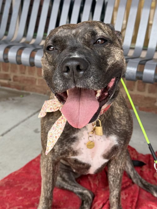 Photo of Audrey, adoptable Pit Bull Terrier in Rockville, Maryland