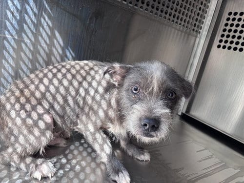 Photo of A481229, adoptable Terrier in Oklahoma City, Oklahoma